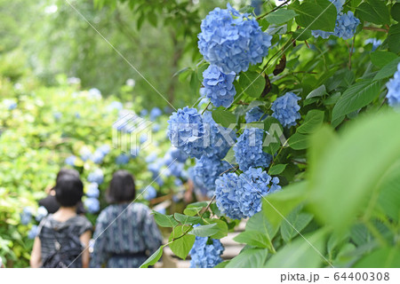 あじさい あじさい 64400308