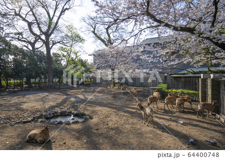 鹿　桜 64400748