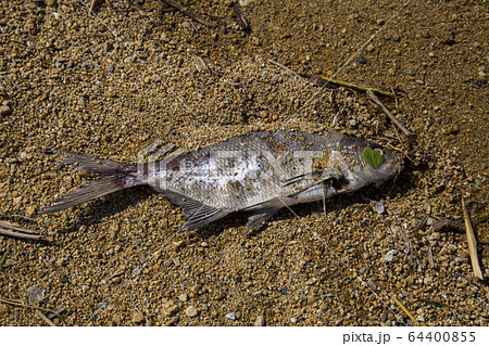 dead fish in the sand dead fish in the sand 64400855