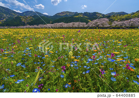那賀川沿いの花畑と桜並木 【静岡県 松崎町】 那賀川沿いの花畑と桜並木 【静岡県 松崎町】 64400885