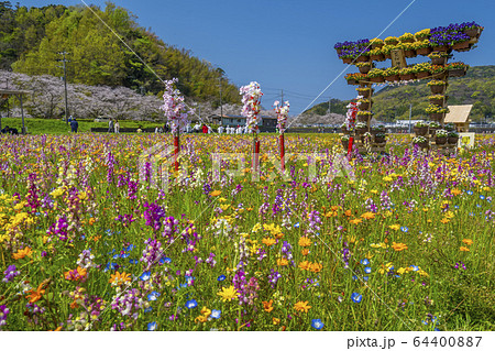 那賀川沿いの花畑と桜並木 【静岡県 松崎町】 那賀川沿いの花畑と桜並木 【静岡県 松崎町】 64400887