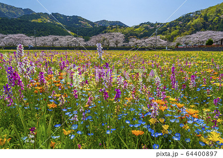那賀川沿いの花畑と桜並木　【静岡県　松崎町】 64400897