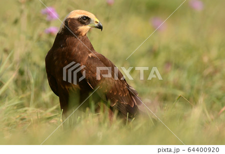 Marsh harrier 64400920