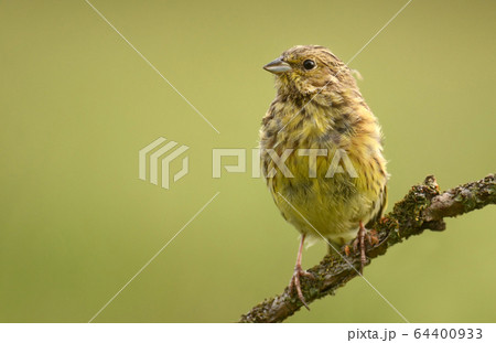 Yellowhammer 64400933