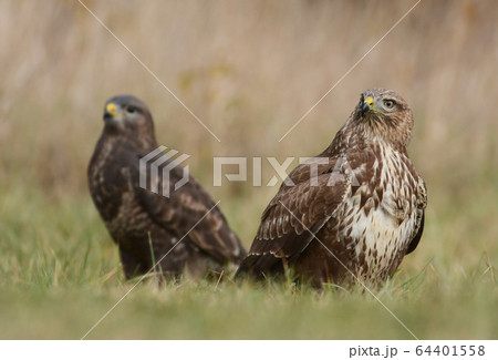 Common buzzard (buteo buteo) Common buzzard (buteo buteo) 64401558