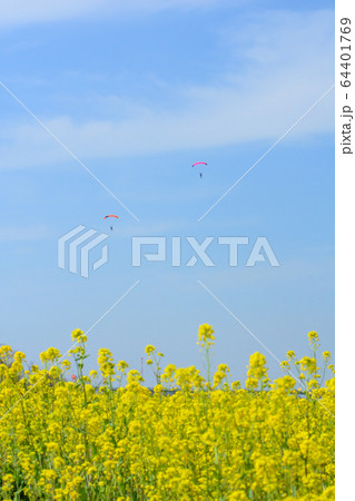 スカイダイビングと菜の花 64401769