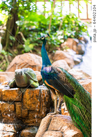 Peacock walks near the waterfall. Beautiful Peacock walks near the waterfall. Beautiful 64402104