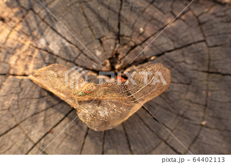 Dry skeletonized leaf on a stump close up 64402113