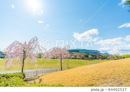 日本の春 楽歩堂前橋公園の桜の風景 64402537