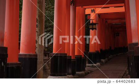 京都府 伏見稲荷大社 千本鳥居 雨 京都府 伏見稲荷大社 千本鳥居 雨 64402683