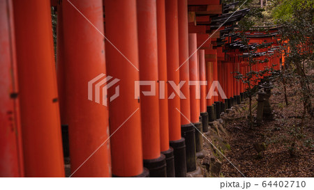 京都府 伏見稲荷大社 千本鳥居 雨 京都府 伏見稲荷大社 千本鳥居 雨 64402710