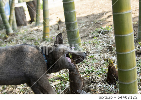 タケノコと子犬 筍 タケノコ 竹の子 犬 ピットブル ペット 竹林 竹 自然 郊外 タケノコと子犬 筍 タケノコ 竹の子 犬 ピットブル ペット 竹林 竹 自然 郊外 64403125