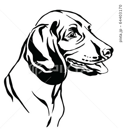 Decorative portrait of Bavarian Mountain Hound 64403170