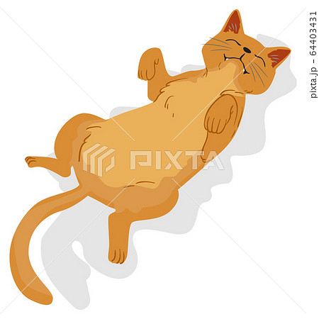 Cat Pet Show Belly Illustration 64403431