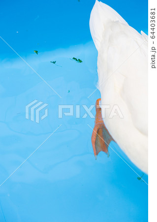 水遊びするコールダック コールダック 64403681