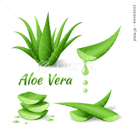 Set Of Aloe Vera Realistic Green Plant Leaves のイラスト素材
