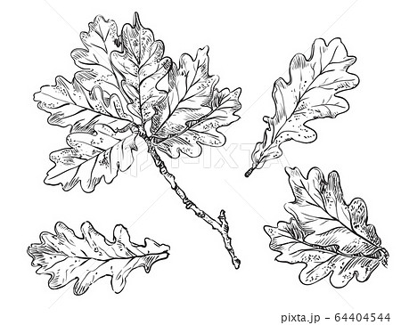 Vector hand drawing leaves 2 Vector hand drawing leaves 2 64404544