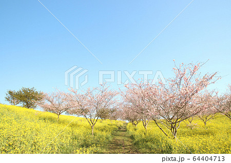 菜の花と桜 栃木県益子町 小宅古墳群 菜の花と桜 栃木県益子町 小宅古墳群 64404713