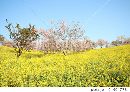 菜の花と桜 栃木県益子町 小宅古墳群 菜の花と桜 栃木県益子町 小宅古墳群 64404778