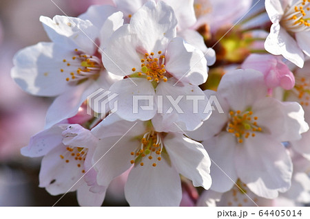 春満開 64405014