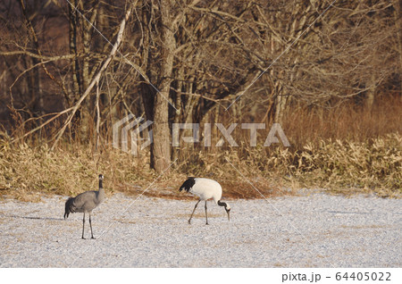 珍しい!タンチョウとクロヅルのツーショット(北海道) 珍しい!タンチョウとクロヅルのツーショット(北海道) 64405022