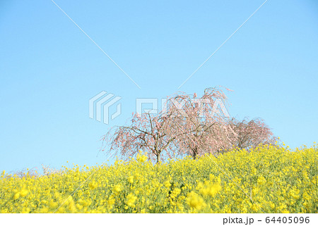 菜の花と桜 栃木県益子町 小宅古墳群 菜の花と桜 栃木県益子町 小宅古墳群 64405096