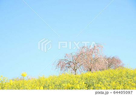 菜の花と桜 栃木県益子町 小宅古墳群 菜の花と桜 栃木県益子町 小宅古墳群 64405097