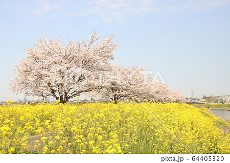 菜の花と桜　栃木県真岡市　五行川河川敷 64405320