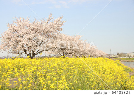 菜の花と桜　栃木県真岡市　五行川河川敷 64405322