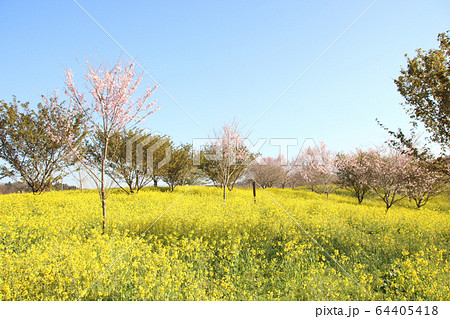 菜の花と桜 栃木県益子町 小宅古墳群 菜の花と桜 栃木県益子町 小宅古墳群 64405418