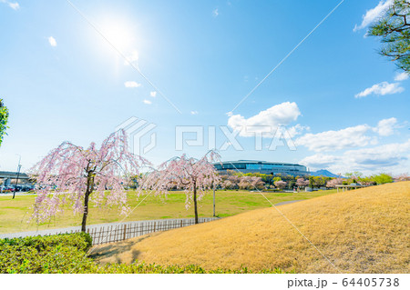 日本の春 楽歩堂前橋公園の桜の風景 64405738