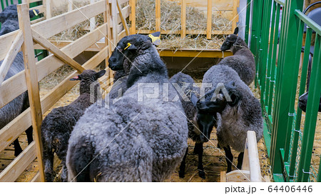 Mother sheep and her lambs 64406446