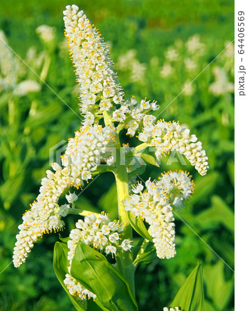 コバイケイソウの花畑(高山植物) 64406569