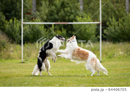 Two dogs outdoor on dog show at summer Two dogs outdoor on dog show at summer 64406705
