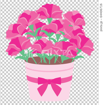 粉色康乃馨盆栽植物 64406716
