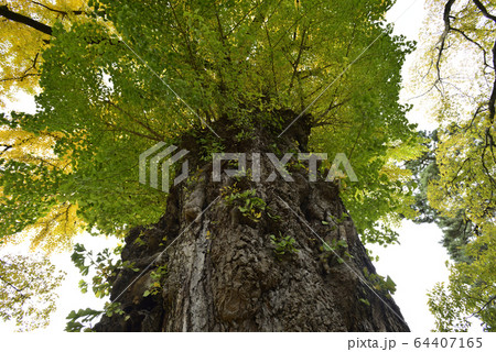 京都御苑　凝華洞跡の大銀杏 64407165