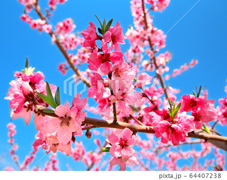 咲き誇る桃の花 64407238