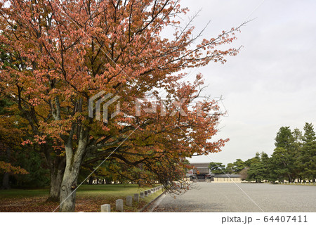 京都御苑　建礼門　紅葉 64407411