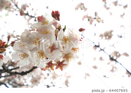 緊急事態宣言 64407693