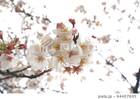 緊急事態宣言 64407695