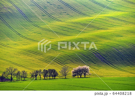 Beautiful spring landscape with field of grass hills at sunset. Waves in nature Moravian Tuscany - Czech Republic - Europe. 64408218