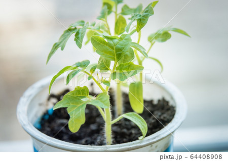 Tomato green sprouts on window 64408908