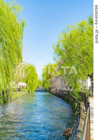 日本の春 群馬県前橋 広瀬川河畔緑地の桜の風景 日本の春 群馬県前橋 広瀬川河畔緑地の桜の風景 64409096