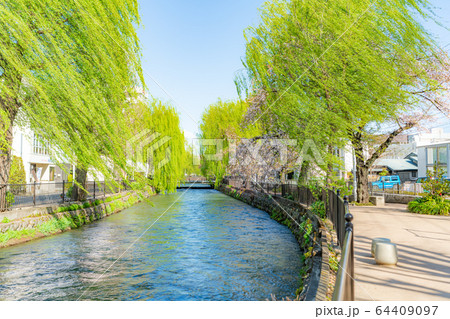 日本の春 群馬県前橋 広瀬川河畔緑地の桜の風景 日本の春 群馬県前橋 広瀬川河畔緑地の桜の風景 64409097
