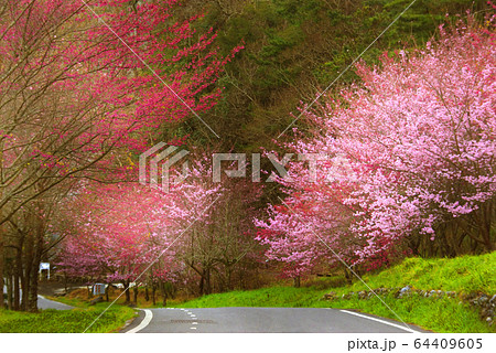 桜 さくら サクラ 64409605