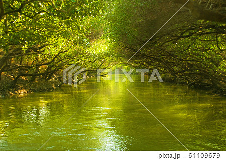 緑色 緑 グリーン 64409679