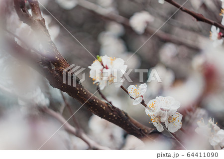 Apricot flowers on a tree, in the sunlight. Close-up. Selective focus. Blur . Moody toning, trend. Apricot flowers on a tree, in the sunlight. Close-up. Selective focus. Blur . Moody toning, trend. 64411090