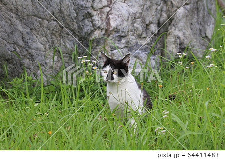 野良猫が草むらで休憩中 野良猫が草むらで休憩中 64411483