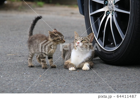 車のタイヤの横で箱座りをする親ネコと隣で見つめる子ネコの写真素材