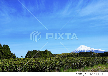 茶畑（春） 64411846